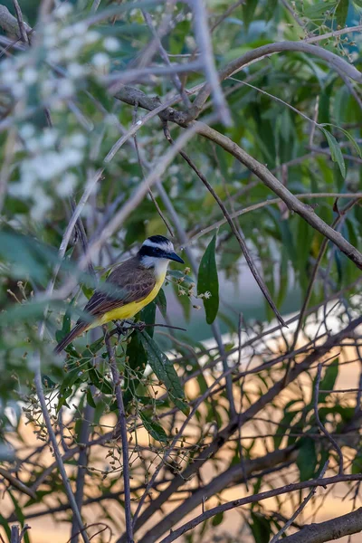 Urban yellow bird. The Great Kiskadee also know as Bem-te-vi perched on a top of tree. Species Pitangus sulphuratus. Animal world. Bird lover. Birdwatching.