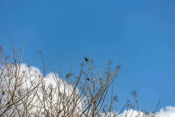 Büyük Kiskadee, ağacın tepesine tünemiş Bem-te-vi olarak da bilinir. Mavi gökyüzündeki arka plan beyaz bulutlar gibi. Tür Pitangus sülfür. Hayvanlar Dünyası. Kuş sever. Kuş izleme..
