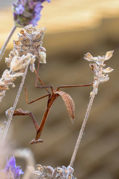 Uma Vara Gafanhotos Como Conhecido Como Bicho Pau Jardim Lavander — Fotografia de Stock