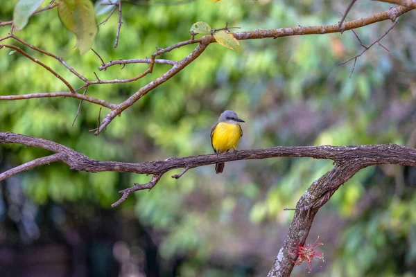 Тропическая Королевская Птица Известная Суирири Сидела Ветвях Дерева Вид Tyrannus — стоковое фото