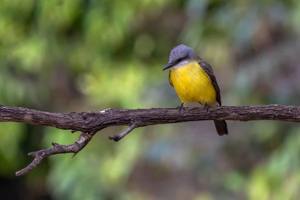 Kingbird Tropical Também Conhecido Como Suiriri Empoleirado Nos Ramos Uma — Fotografia de Stock