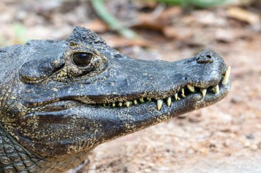 Yat kaymanı (Caiman yacare), Brezilya 'nın Pantanal bölgesinde yoğunlaşan Güney Amerika' nın geniş sulak alanlarına özgü orta büyüklükte etobur bir sürüngendir. Hayvan sever. Doğa. Afrika.