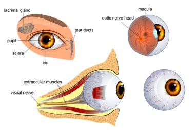 göz anatomisi. göz küresi, iris, öğrenci
