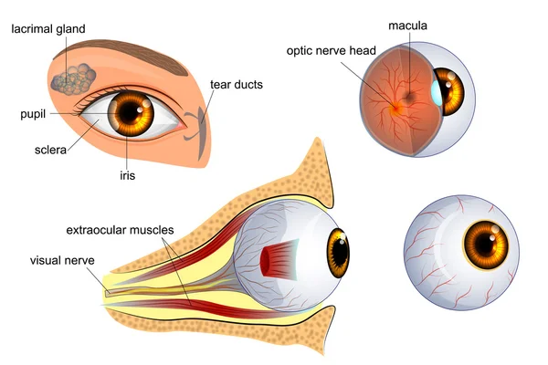 Anatomia do olho. o globo ocular, íris, pupila — Vetor de Stock