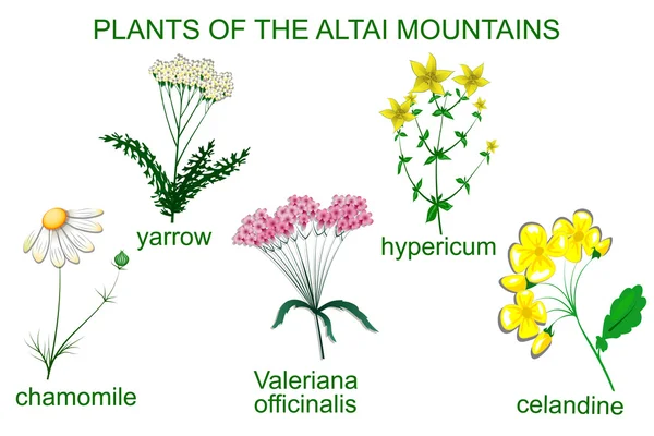 IMPIANTI MEDICINALI DELLE MONTAGNE ALTAI — Vettoriale Stock