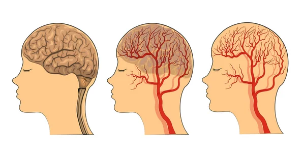 Ο εγκέφαλος, τα αγγεία του εγκεφάλου — Διανυσματικό Αρχείο