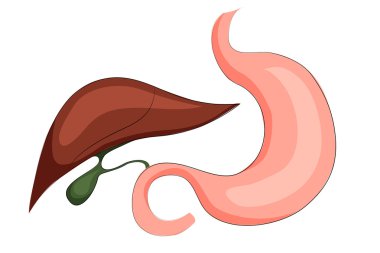 stomach,liver and gall bladder clipart