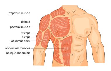 men s body arms shoulders chest and abs. clipart