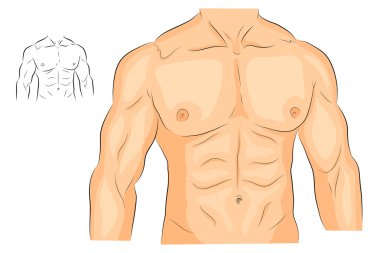 Erkekler s beden Kol omuz göğüs ve abs.