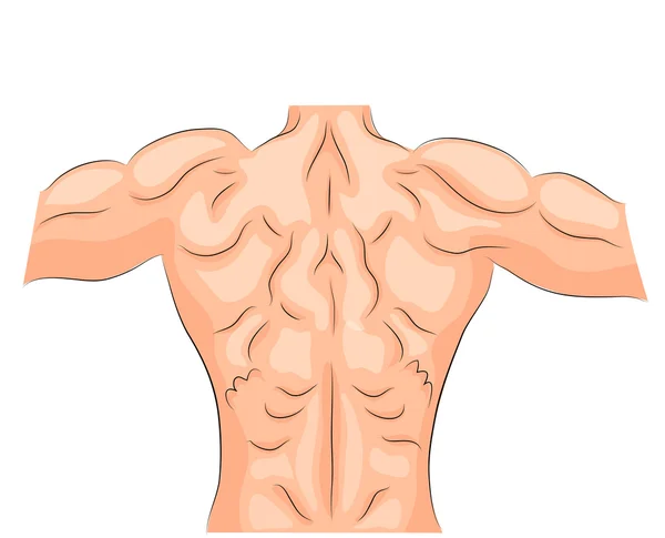 Los músculos de la espalda. culturista . — Vector de stock