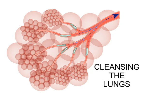 The lungs a process of purification of mucus — Stock Illustration The lungs a process of purification of mucus Stock Illustration