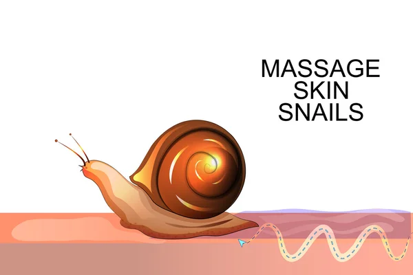 Μασάζ προσώπου δέρμα σαλιγκάρια — Διανυσματικό Αρχείο
