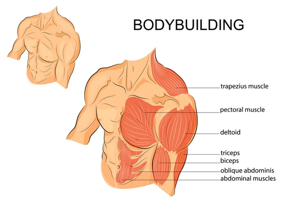 Brazos masculinos hombros pecho y abdominales — Vector de stock