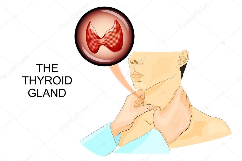 palpation of the thyroid gland