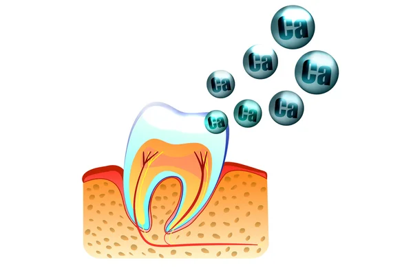 Dientes y calcio — Vector de stock