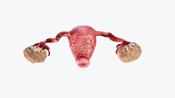 Healthy Illustration Womb Ovaries — Stock Photo, Image