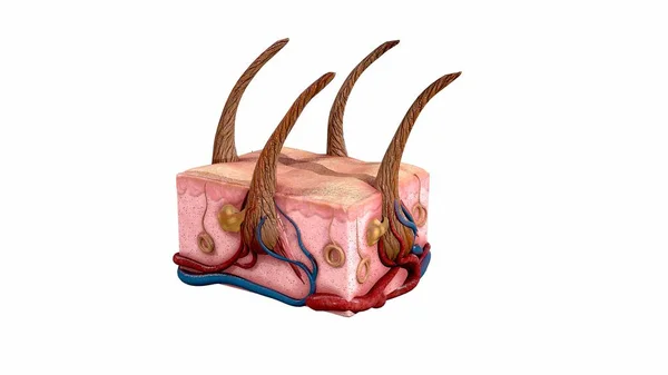 Renderowanie Skóry Włosów — Zdjęcie stockowe