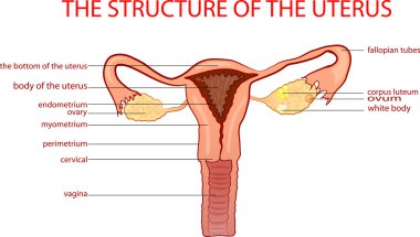 the structure of the uterus clipart