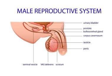 Erkek üreme sistemi