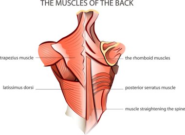 muscules of the back clipart