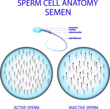 Sperm hücresi anatomisi. Meni