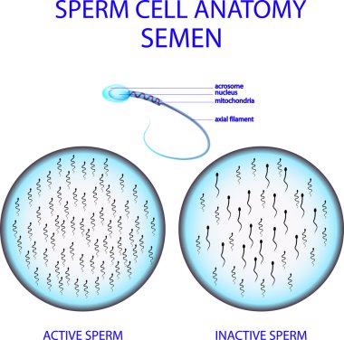 SPERM CELL ANATOMY. SEMEN clipart