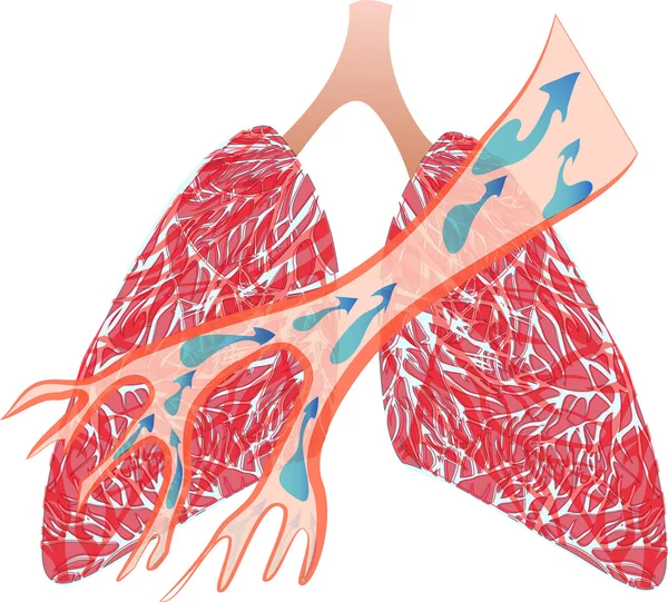 Los pulmones y la tráquea — Vector de stock