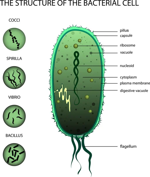 THE STRUCTURE OF THE BACTERIAL CELL — Stock Vector