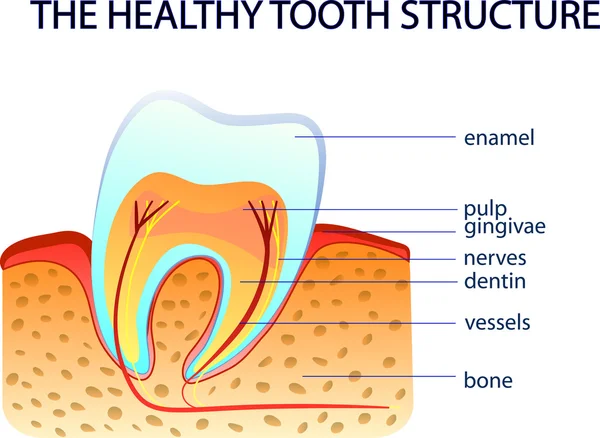 A estrutura do dente saudável —  Vetores de Stock