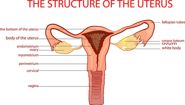 La estructura del útero — Archivo Imágenes Vectoriales
