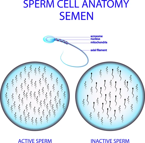 Анатомия SPERM CELL. SEMEN — стоковый вектор