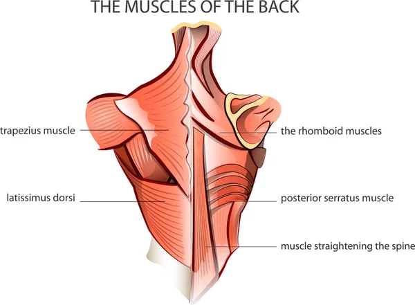 áˆ Back Muscle Diagrams Labeled Stock Vectors Royalty Free Trapezius Illustrations Download On Depositphotos