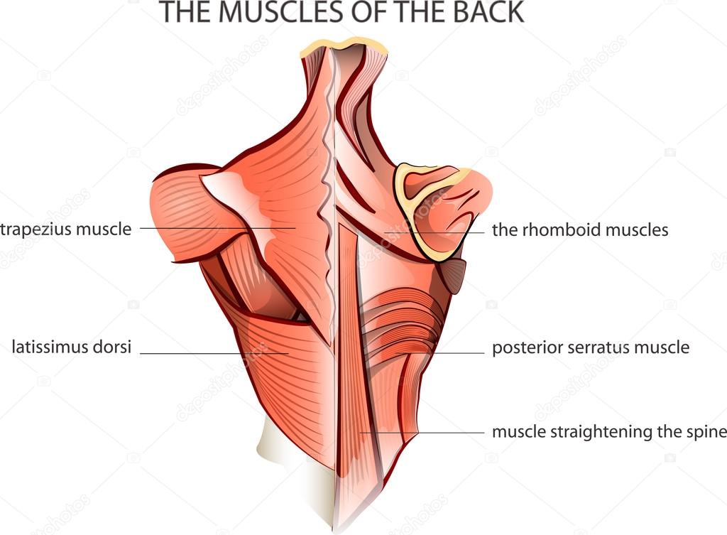 áˆ Back Muscle Diagrams Labeled Stock Vectors Royalty Free Trapezius Illustrations Download On Depositphotos