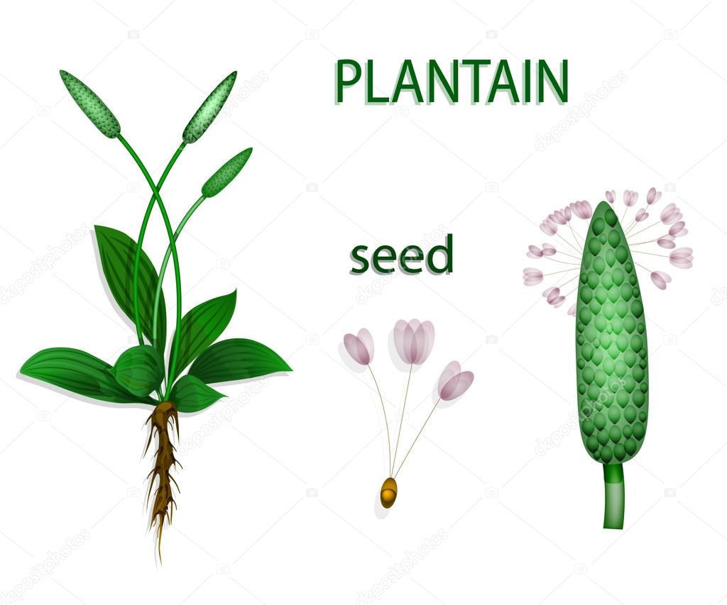 plantain, psyllium