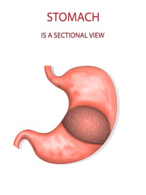 stomach,sectional view clipart