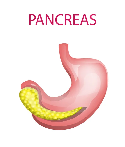 Pankreas ve Gaster — Stok Vektör