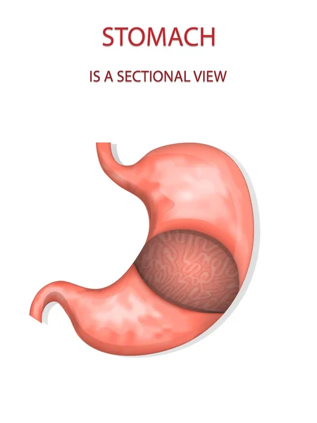 Estómago, vista seccional — Vector de stock