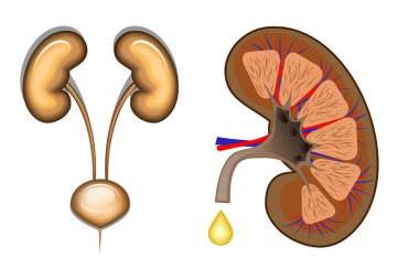 böbrek anatomisi. renkli afiş.