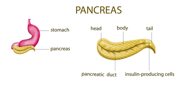 Anatomía del páncreas, estómago — Vector de stock