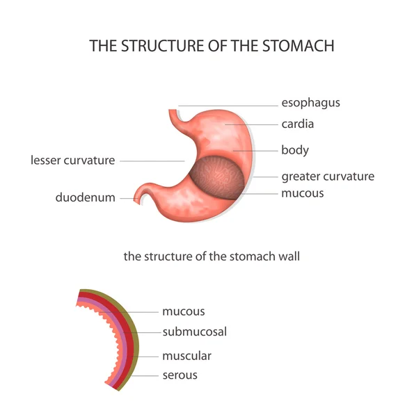 Structure of the stomach — Stock Vector