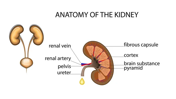 Healthy kidney — Stock Vector