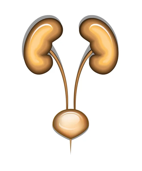 Urology. kidney and bladder — Stock Vector