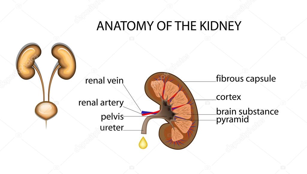 healthy kidney