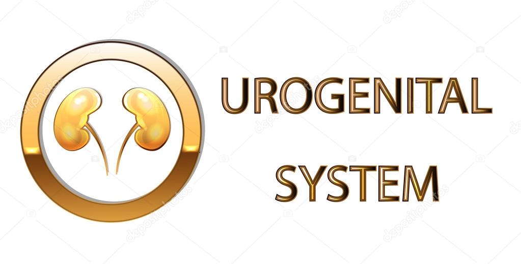 Illustration of the urogenital system, kidneys, stylized gold, white background