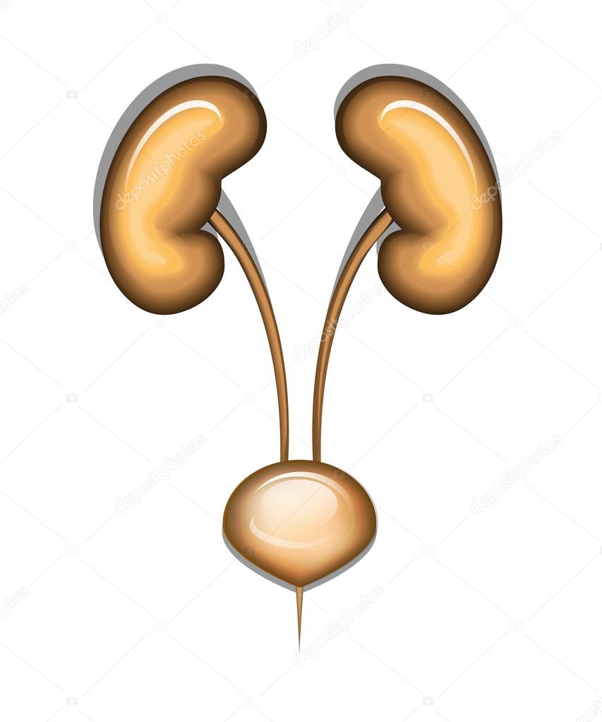 Illustration of the healthy kidney and bladder
