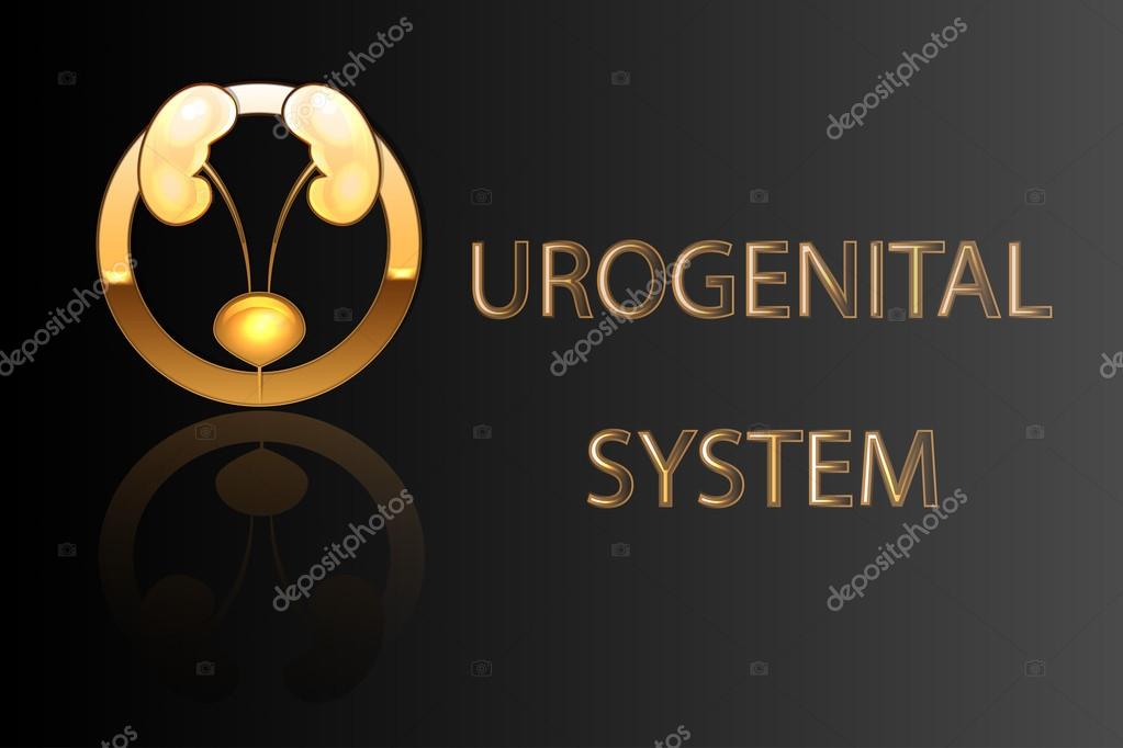 Illustration of the urogenital system, kidneys, ureters and bladder, emblem, stylized gold logo.
