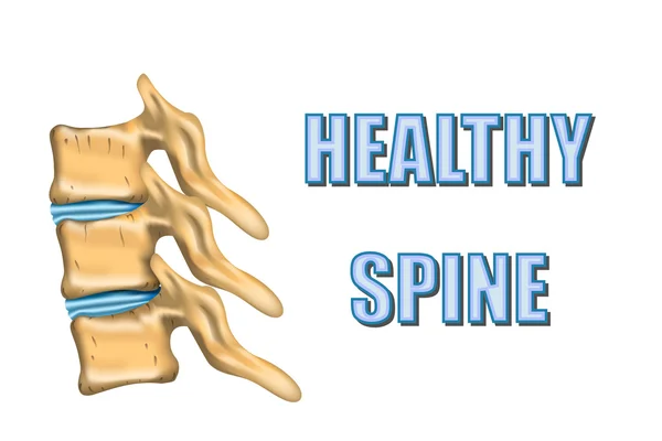 Coluna vertebral saudável —  Vetores de Stock