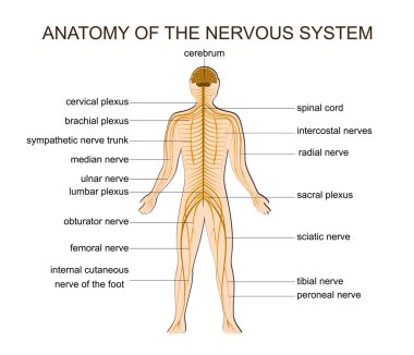 Sinir sistemi anatomisi