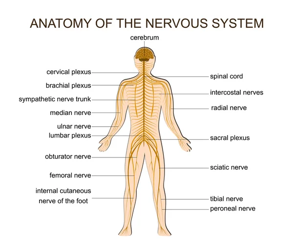 ANATOMIA DO SISTEMA NERVOSO —  Vetores de Stock