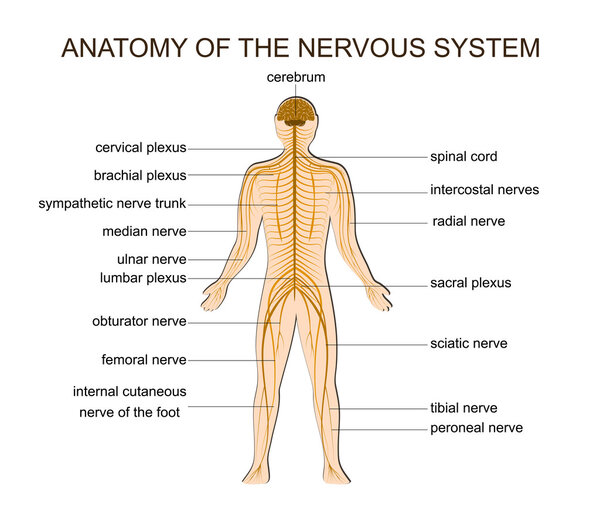 ANATOMY OF THE NERVOUS SYSTEM